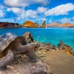 Tortuga gigante de las Islas Galápagos caminando en su hábitat natural, con vegetación y paisaje volcánico de fondo.