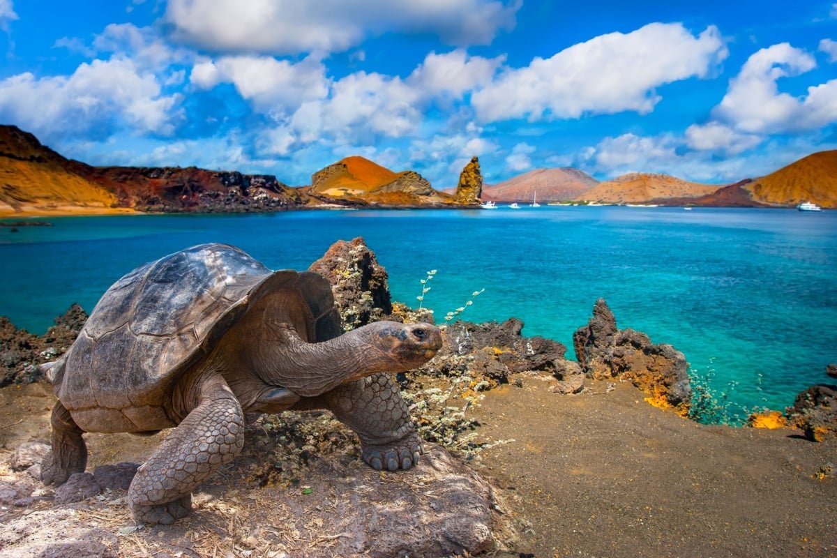 Tortuga gigante de las Islas Galápagos caminando en su hábitat natural, con vegetación y paisaje volcánico de fondo.